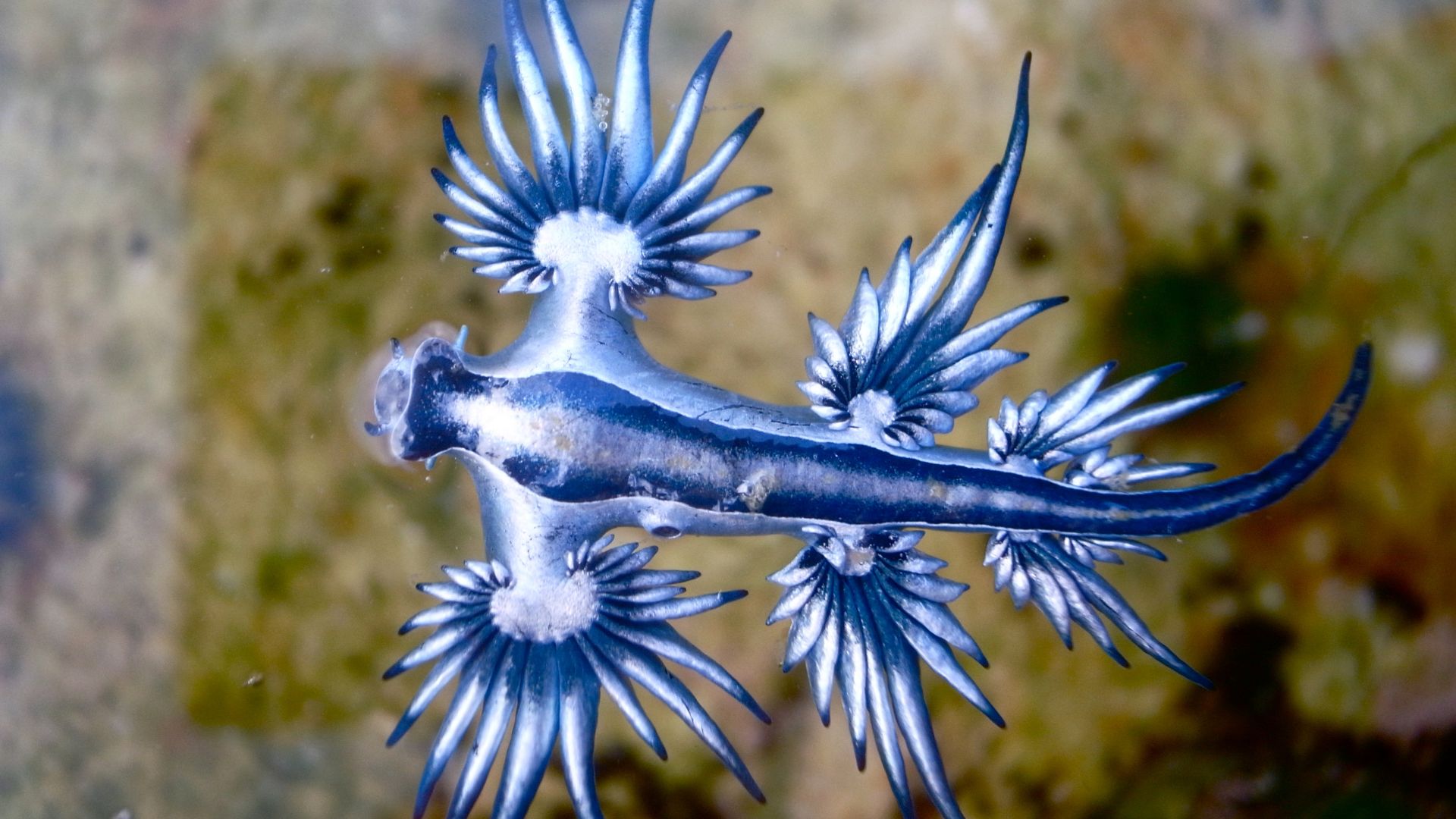 Ein Exemplar des „Blauen Drachen“, wissenschaftlich Glaucus atlanticus genannt.