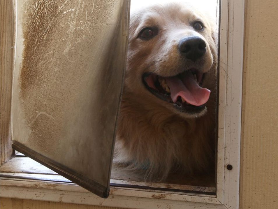 Hundeklappe vs. Hund. (Symbolbild)