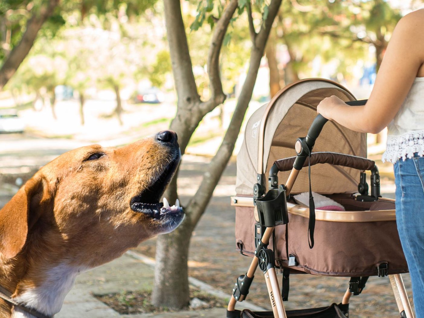 Mutter in Oberösterreich schützte Baby vor Hundeattacke. Mutter in Oberösterreich schützte Baby vor Hundeattacke.