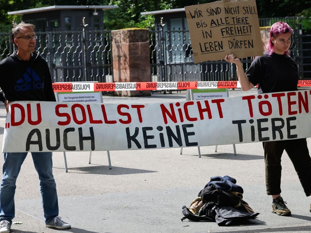 Der Nürnberger Tiergarten hat zwölf Paviane getötet.