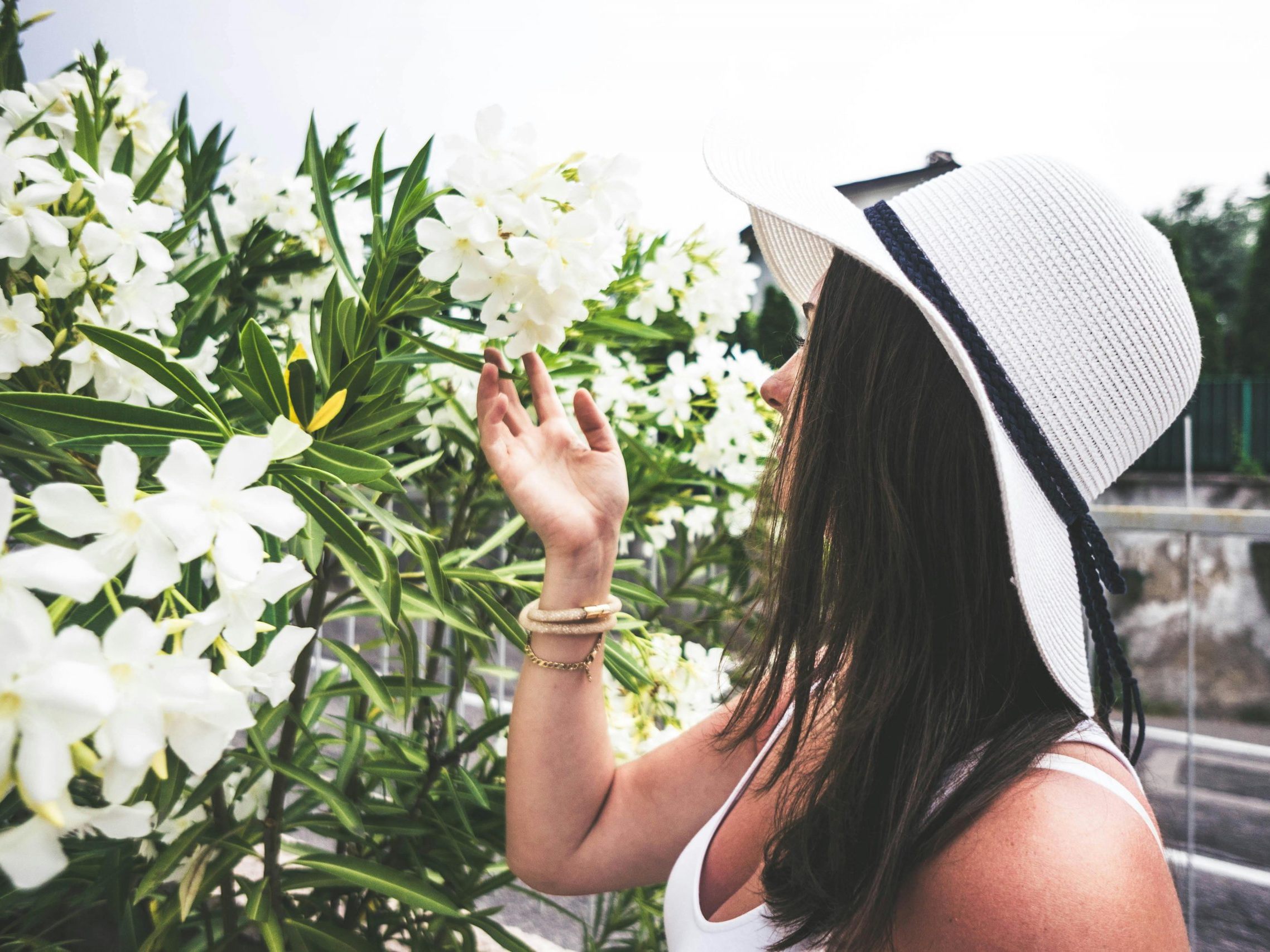 Erfahren Sie, wie Sie gelbe Blätter am Oleander durch richtige Pflege, Wassergaben und Standortwahl vermeiden können. Erfahren Sie, wie Sie gelbe Blätter am Oleander durch richtige Pflege, Wassergaben und Standortwahl vermeiden können.