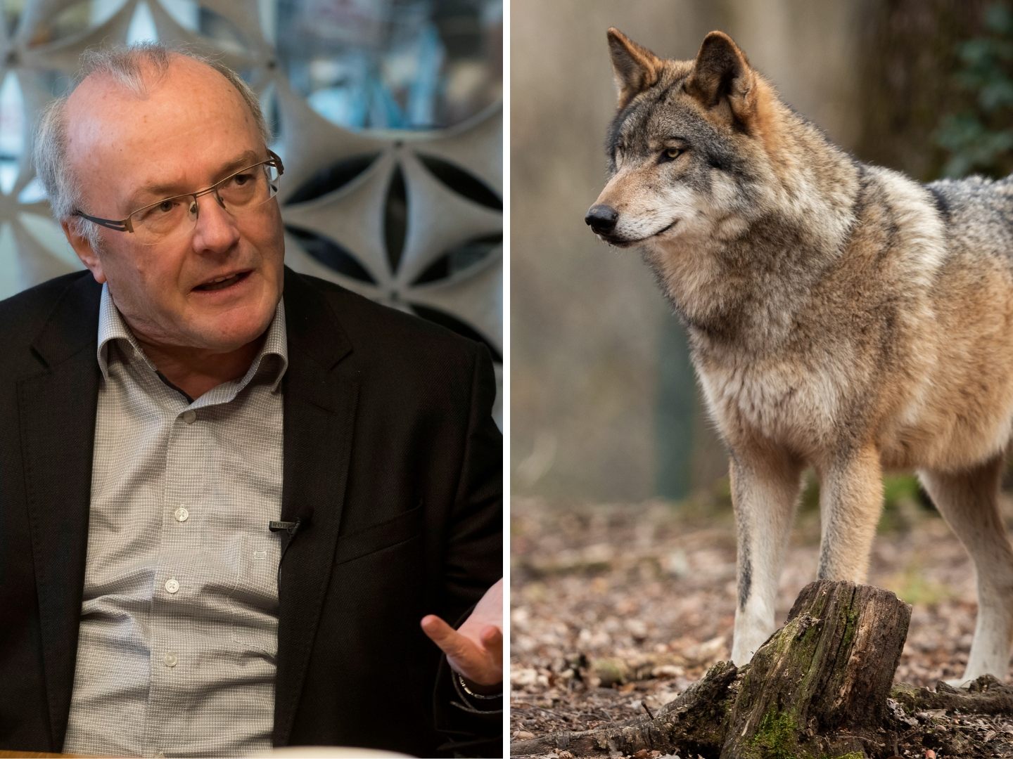 Reinhard Haller zur Wolfsdiskussion.