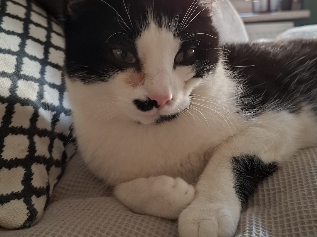 Das ist mein kleiner Archi mit seinem halben Schnurrbart.