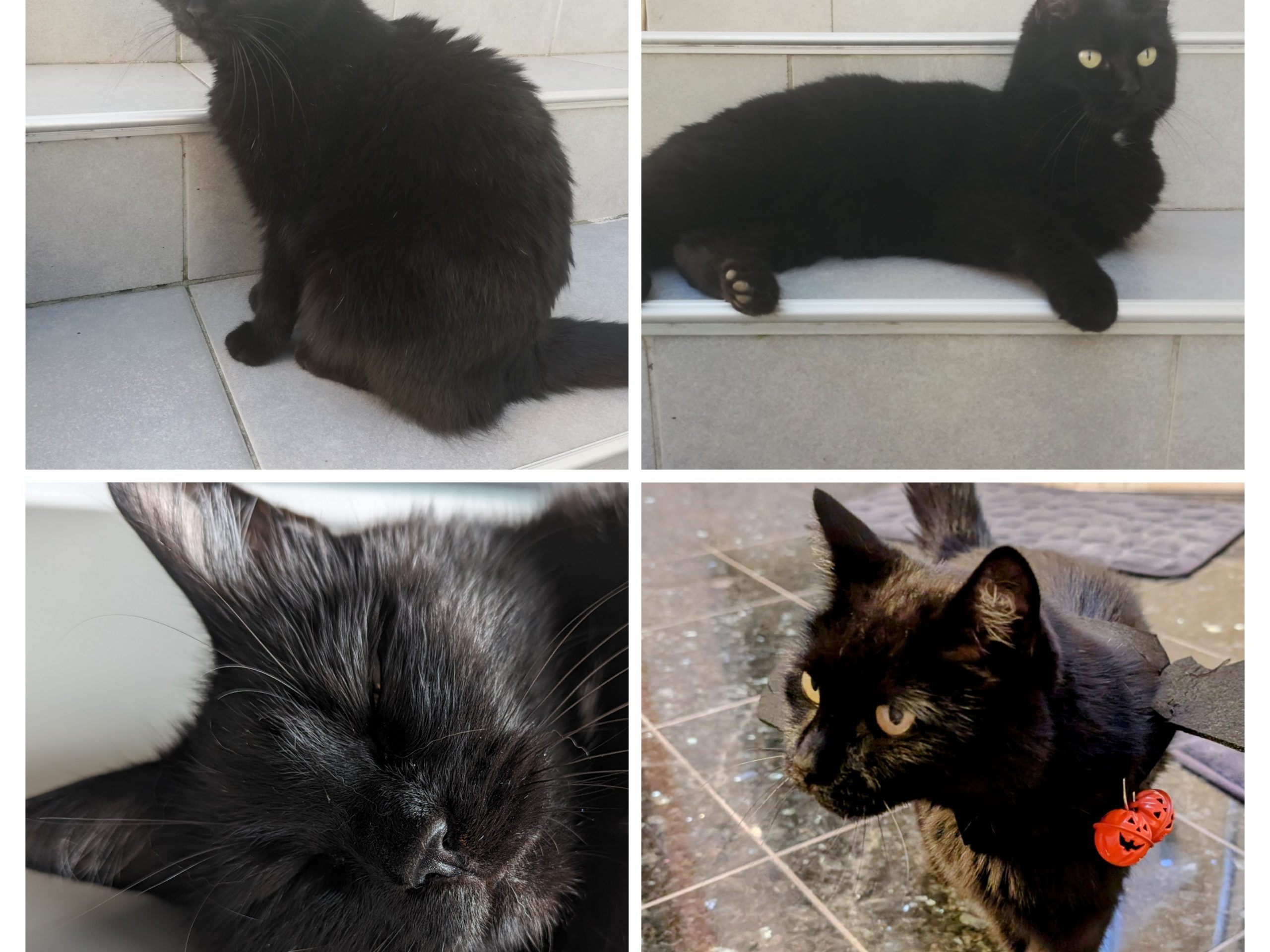 Katze Zelda