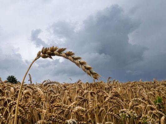In Krisenzeiten soll eine Bevorratung möglich werden In Krisenzeiten soll eine Bevorratung möglich werden