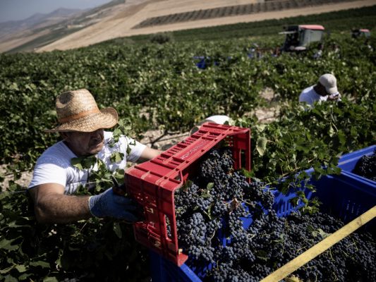 Weinernte bei großer Hitze in Sizilien