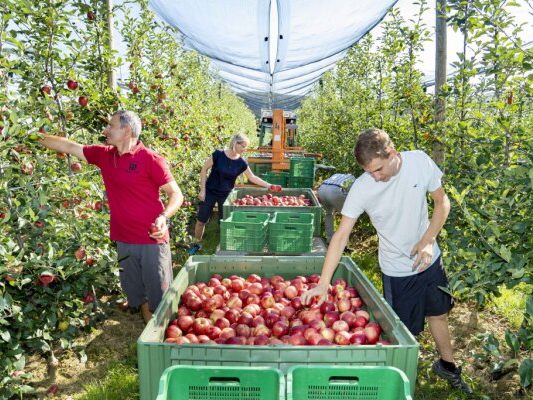In der Steiermark wird eine gute Apfelernte erwartet