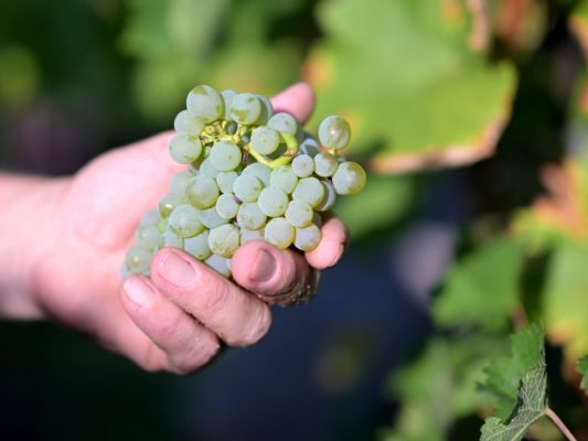 Weinlese im Vorjahr in Wien (Symbolbild)