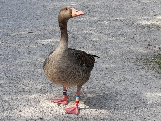Die Grünauer Gänse sind eine der bestuntersuchten Vogelgruppen