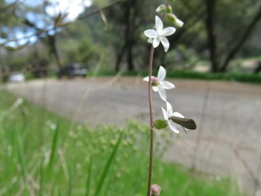 Zusammenspiel zwischen Blüte und Bestäuber erklärt Vielfalt nicht Zusammenspiel zwischen Blüte und Bestäuber erklärt Vielfalt nicht
