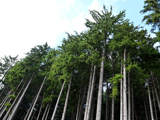 Halbjahresbilanz der Bundesforste - "Wald der Zukunft" gegen Klimakrise Halbjahresbilanz der Bundesforste - "Wald der Zukunft" gegen Klimakrise