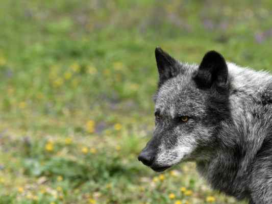 Bereits sechs Wölfe wurden heuer in Kärnten erschossen.