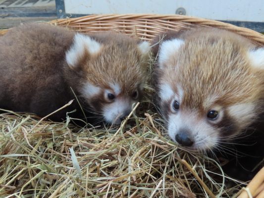 Nachwuchs bei stark gefährdeter Tierart in der Steiermark