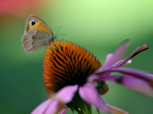 Das Große Ochsenauge wird von Citizen Scientists häufig eingemeldet.