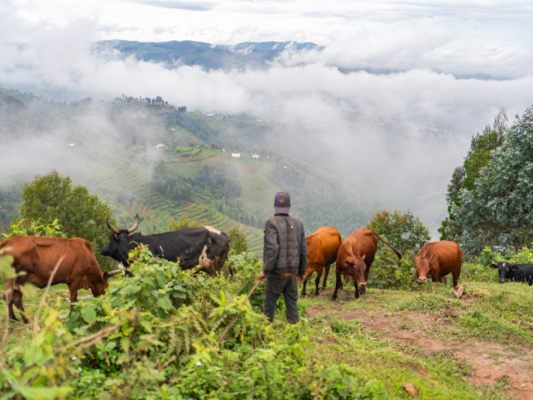 In Ruanda gibt es viel Kontakt zwischen Menschen und Wiederkäuern In Ruanda gibt es viel Kontakt zwischen Menschen und Wiederkäuern
