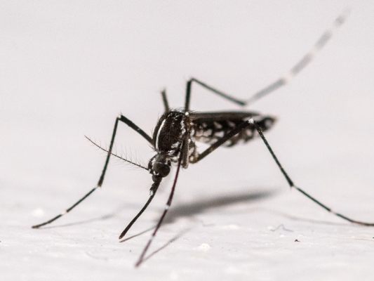 Ansteckungen mit West-Nil- oder Chikungunya-Virus möglich Ansteckungen mit West-Nil- oder Chikungunya-Virus möglich