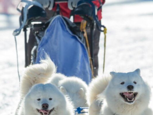 Samojeden werden üblicherweise als Schlittenhunde eingesetzt Samojeden werden üblicherweise als Schlittenhunde eingesetzt