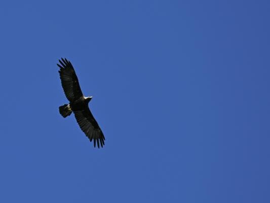 Die Population der Kaiseradler wächst Die Population der Kaiseradler wächst