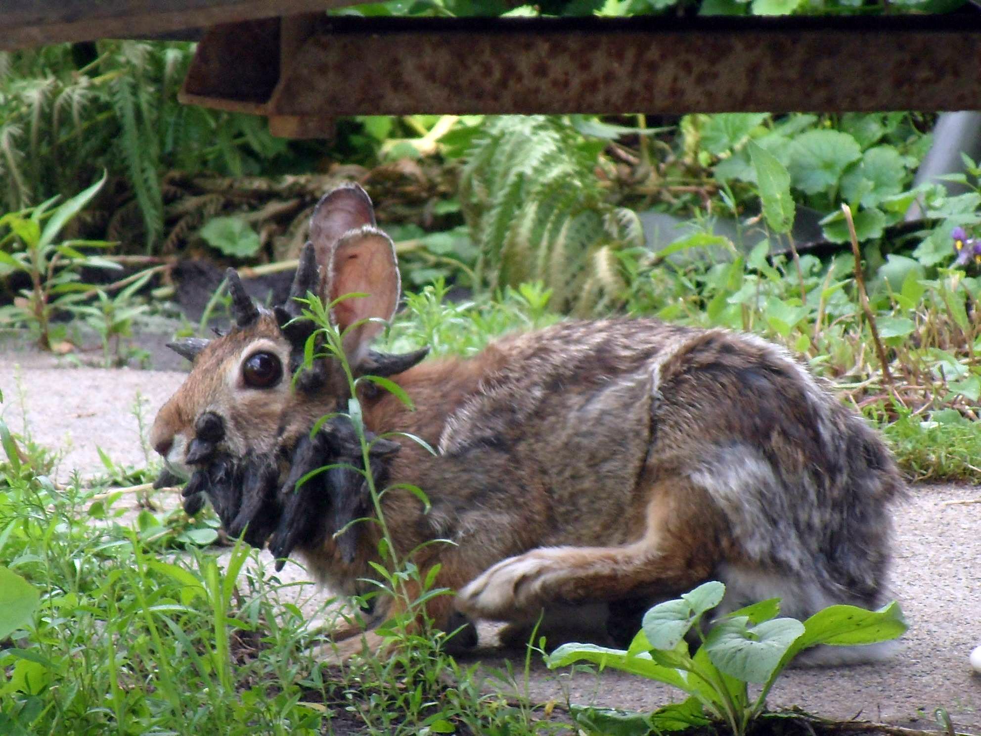 Das Cottontail Papillomavirus verursacht auffällige Auswüchse bei infizierten Wildkaninchen.