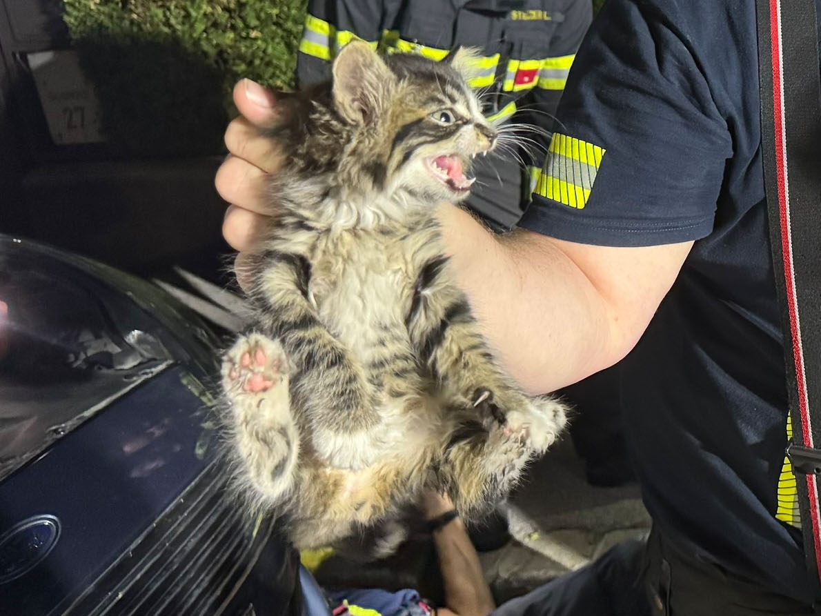 Die Freiwillige Feuerwehr befreit die Babykatze aus dem Motorraum eines PKW. Die Freiwillige Feuerwehr befreit die Babykatze aus dem Motorraum eines PKW.