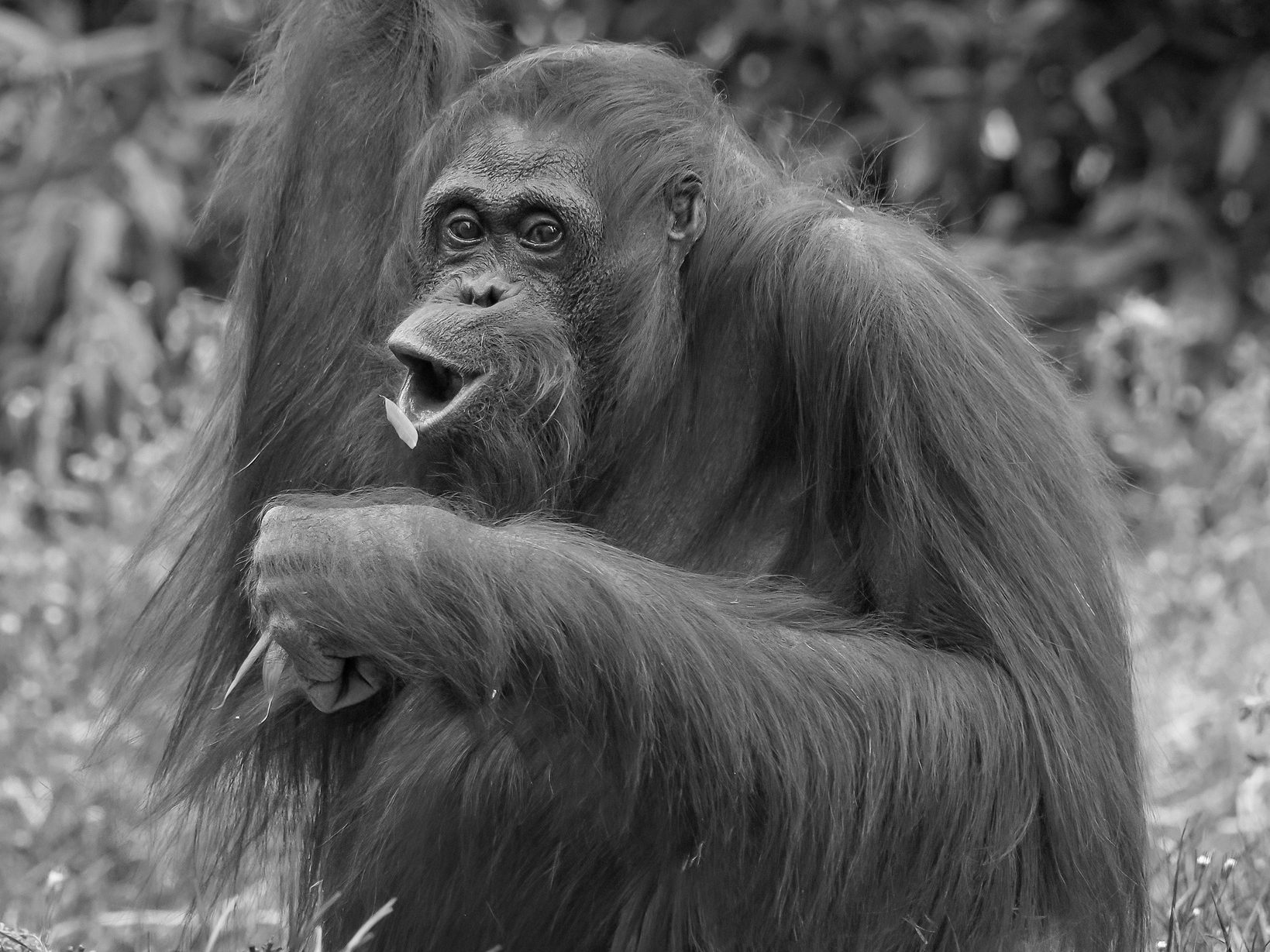 Orang-Utan-Dame Mota musste eingeschläfert werden. Orang-Utan-Dame Mota musste eingeschläfert werden.