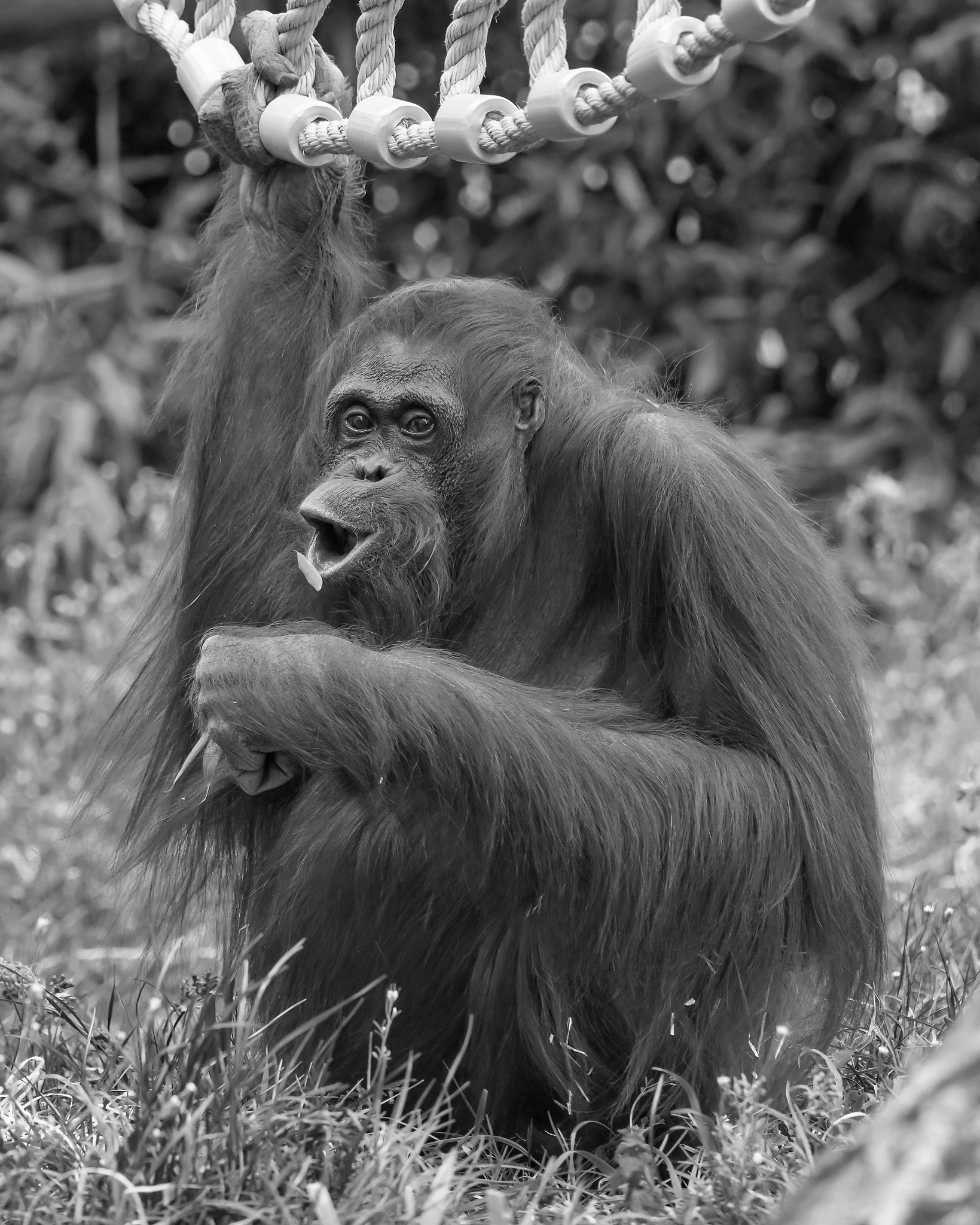 Mota wurde 61 Jahre alt: Orang-Utan-Weibchen im Wiener Tiergarten Schönbrunn eingeschläfert