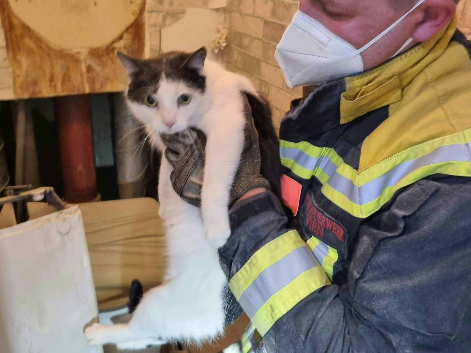 Die Katze konnte wieder ihrem Besitzer übergeben werden.
