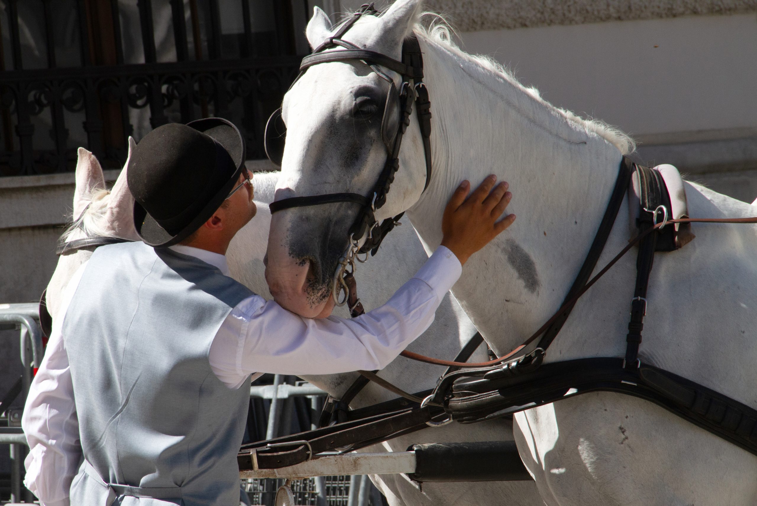 Studie zeigt: Hitze stört Wiens Fiakerpferde nicht