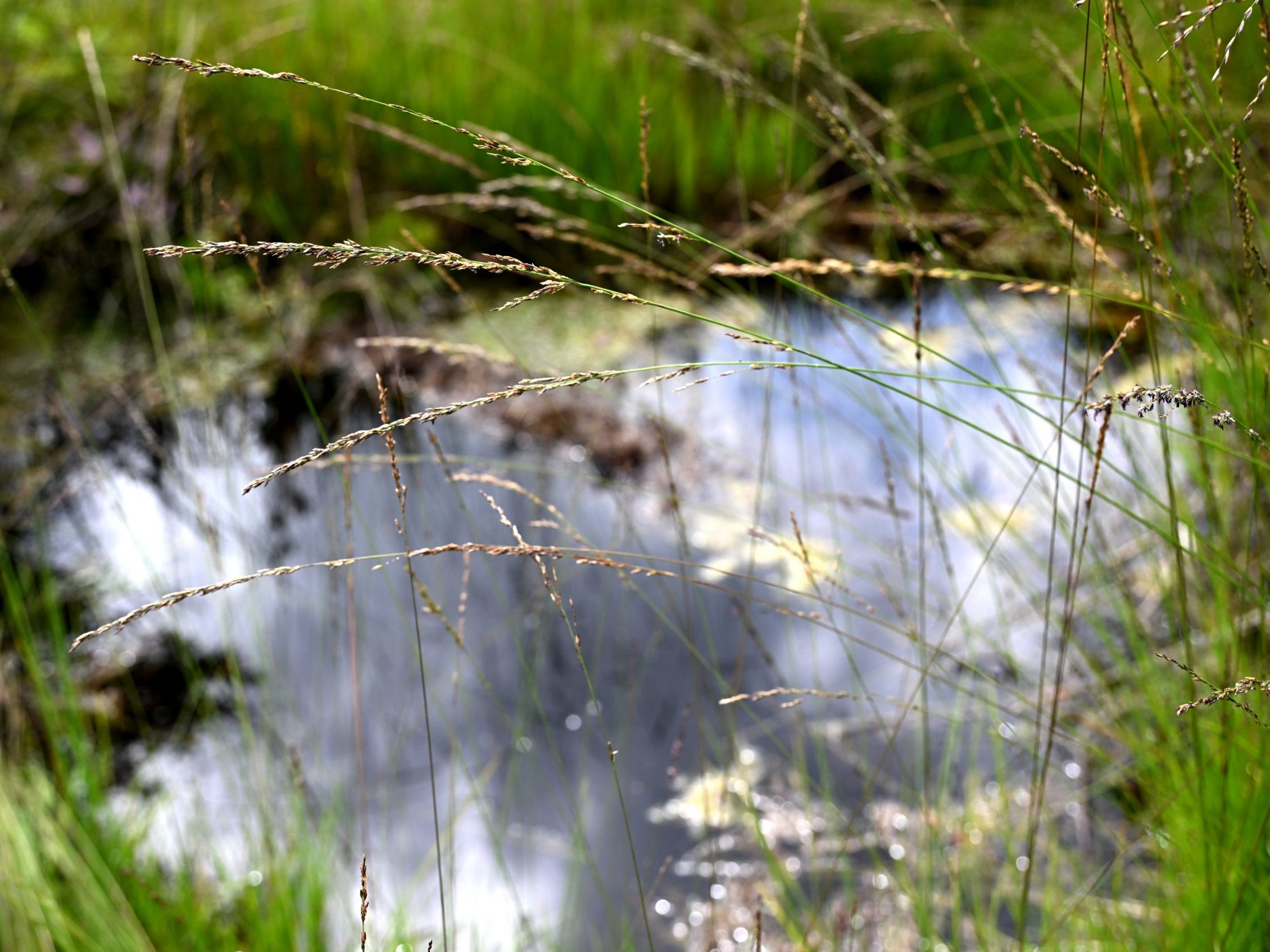 Der WWF fordert mehr Tempo bei Österreichs Plan zur Renaturierung.