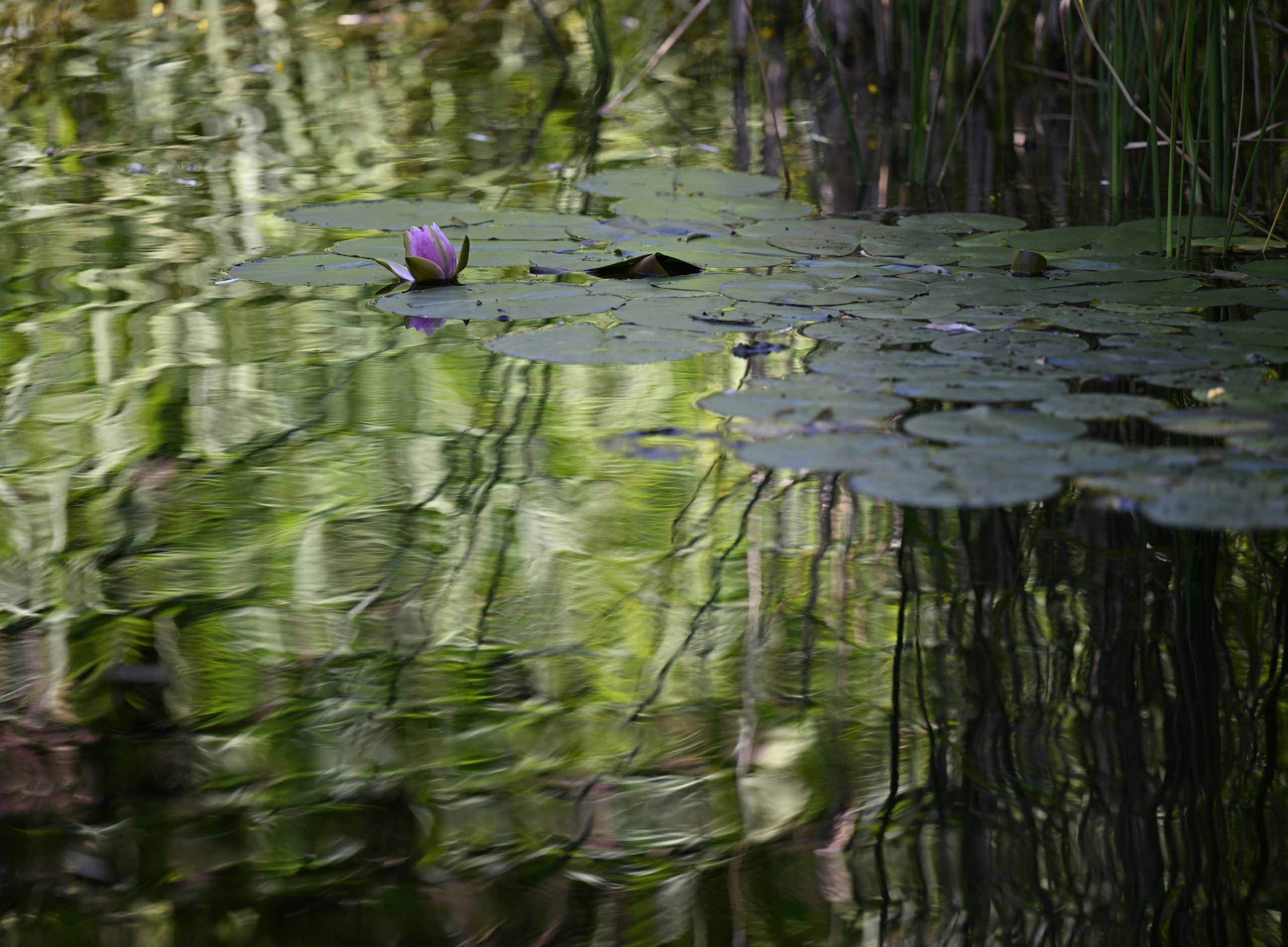 Obnova Donavskih Logov prinaša vrnitev in prihod novih vrst