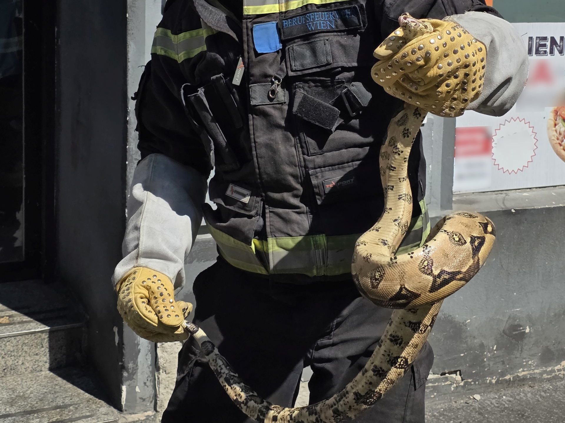 Die Schlange wurde an das Tierquartier übergeben.
