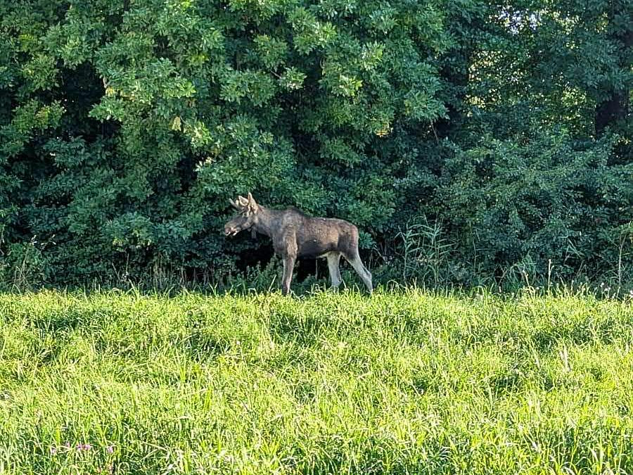 Elch "Emil" durchquert die Donau und wird in Tulln vermutet. Behörden warnen: Nicht verfolgen – Gefahr für Mensch und Tier.