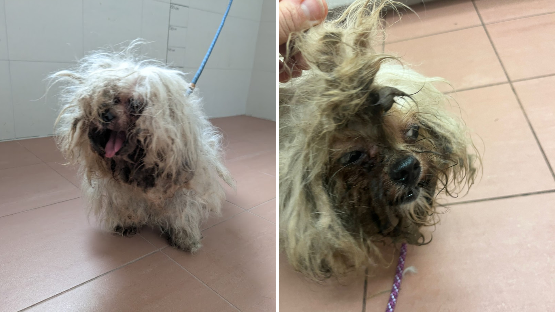 V dunajskem Simmeringu našli zanemarjenega psa pasme maltežan