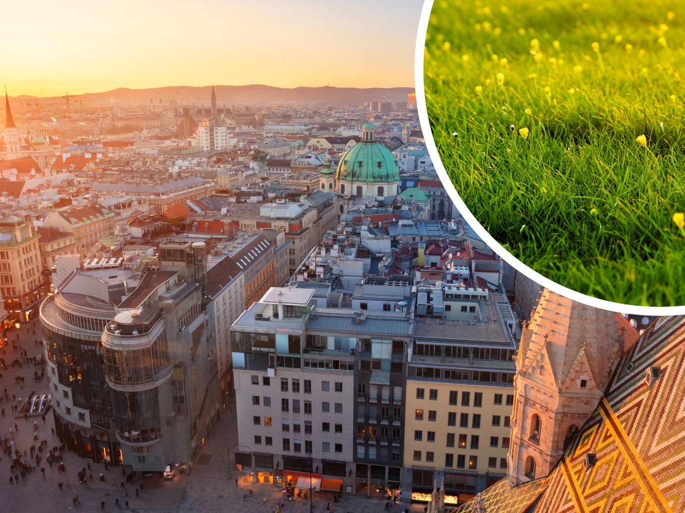 Studie zu "Urban Rewilding".