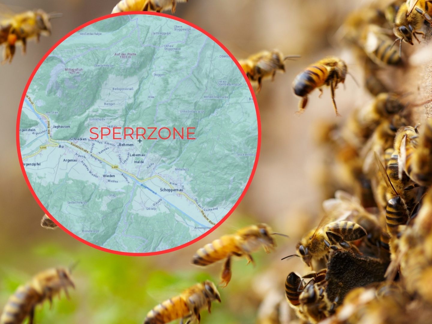 Nach dem Nachweis der Amerikanischen Faulbrut in einem Bienenstand in Au hat die Bezirkshauptmannschaft Bregenz eine Sperrzone mit einem Radius von drei Kilometern verhängt, nun wurde diese auch auf die Gemeinde Schoppernau erweitert. 25 Imker sind von der Sperrzone betroffen. Nach dem Nachweis der Amerikanischen Faulbrut in einem Bienenstand in Au hat die Bezirkshauptmannschaft Bregenz eine Sperrzone mit einem Radius von drei Kilometern verhängt, nun wurde diese auch auf die Gemeinde Schoppernau erweitert. 25 Imker sind von der Sperrzone betroffen.