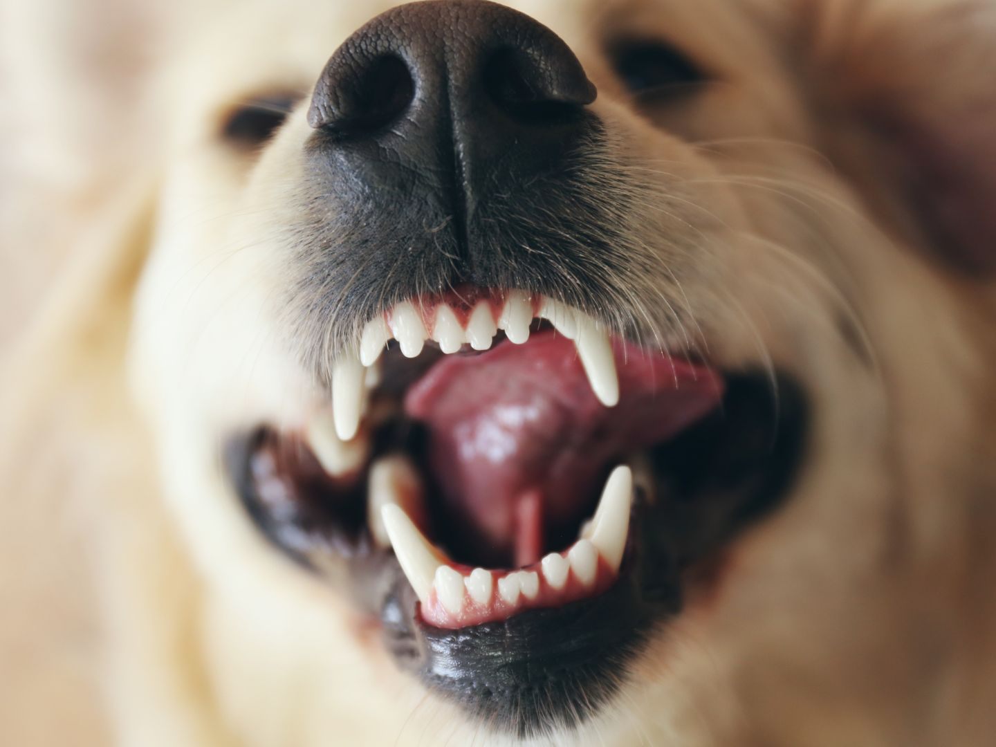 Zwei Hunde bissen in Oberösterreich zu. Zwei Hunde bissen in Oberösterreich zu.