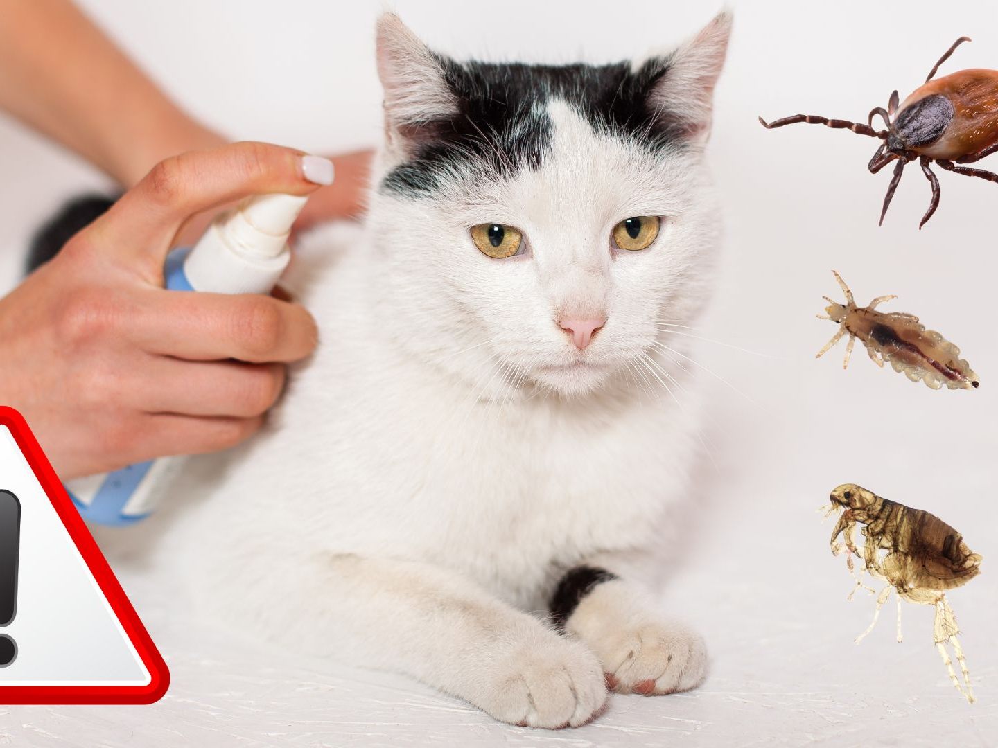 In Parasitenmitteln stecken oftmals schädliche Pestizide und Insektizide. In Parasitenmitteln stecken oftmals schädliche Pestizide und Insektizide.