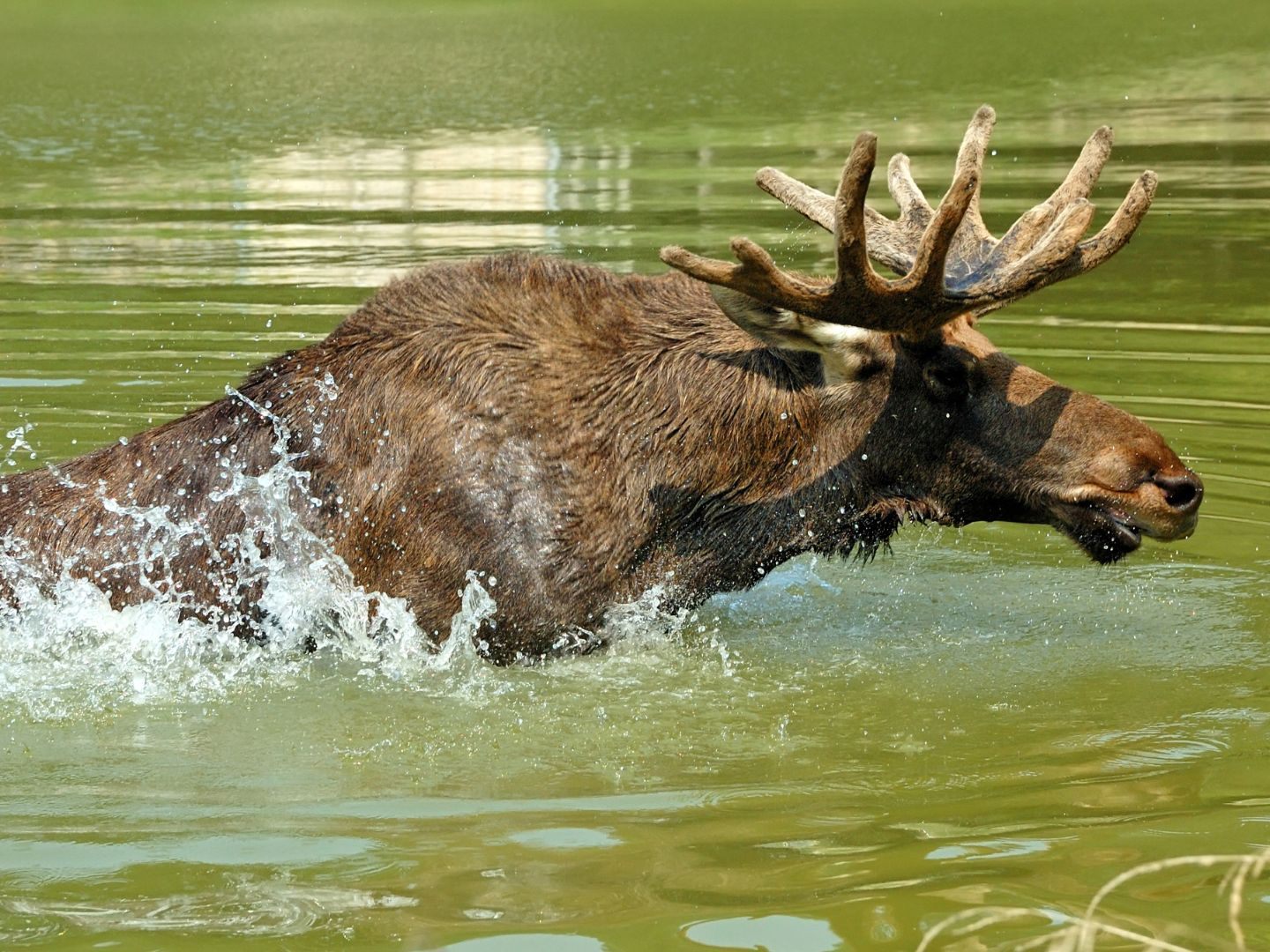 Der Elch dürfte die Donau durchschwommen haben.