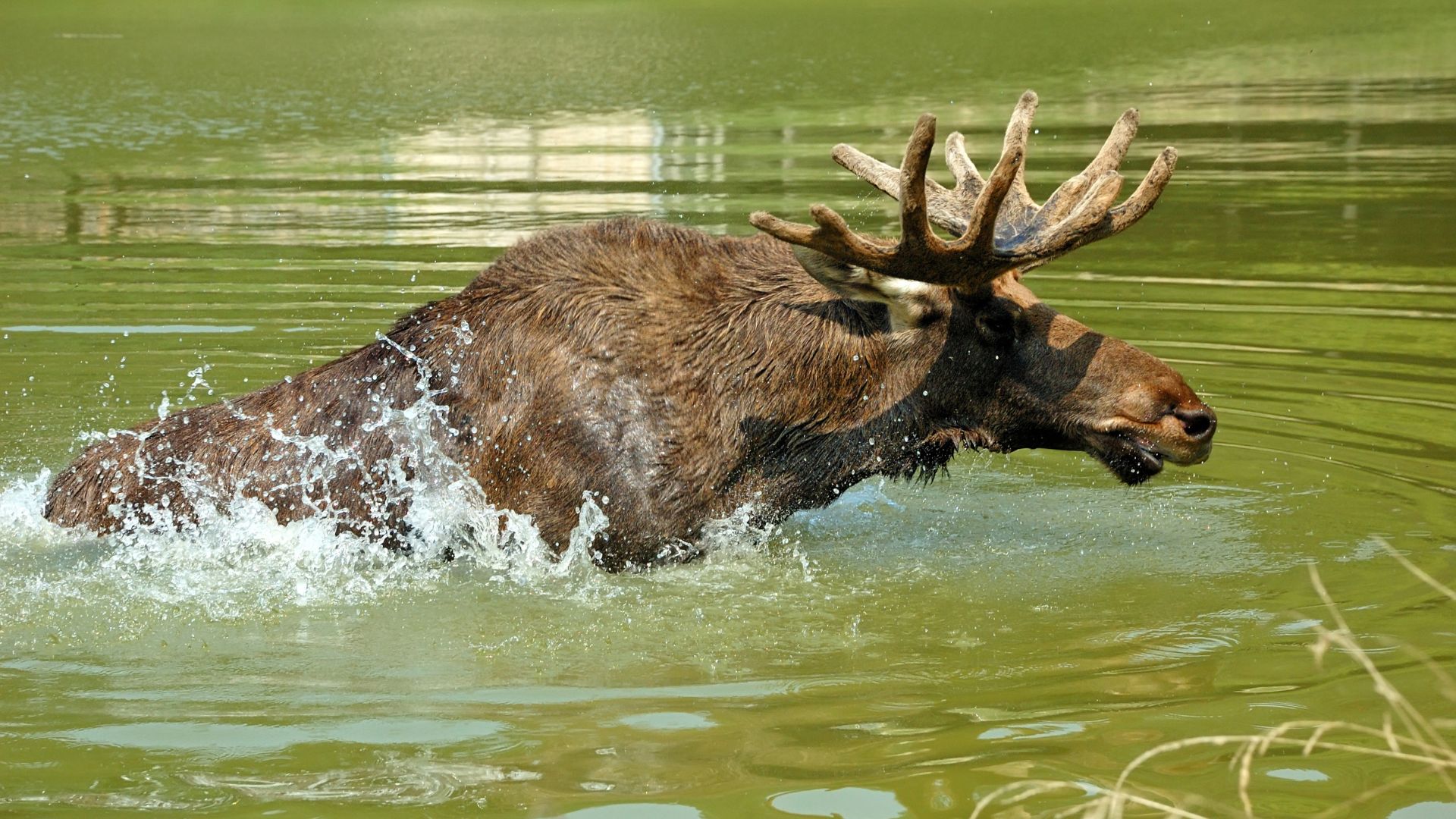 Kein Bock auf Wien: Elch Emil schwimmt lieber in der Donau