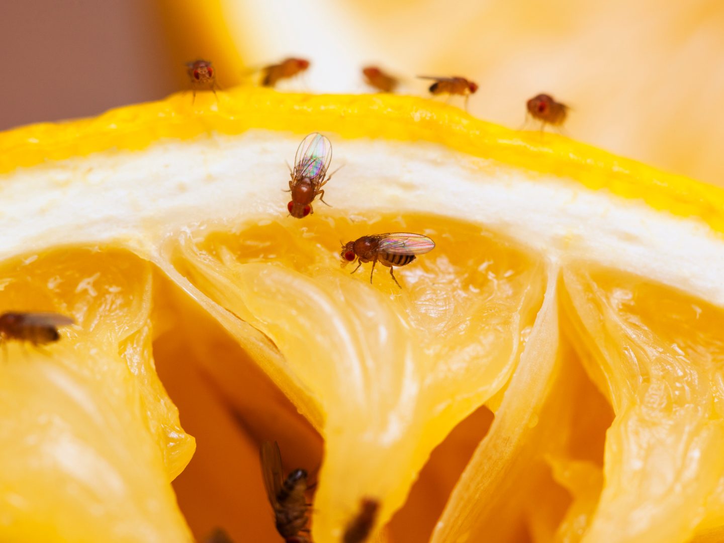 Fruchtfliegen loswerden: Diese Tricks helfen sofort Fruchtfliegen loswerden: Diese Tricks helfen sofort
