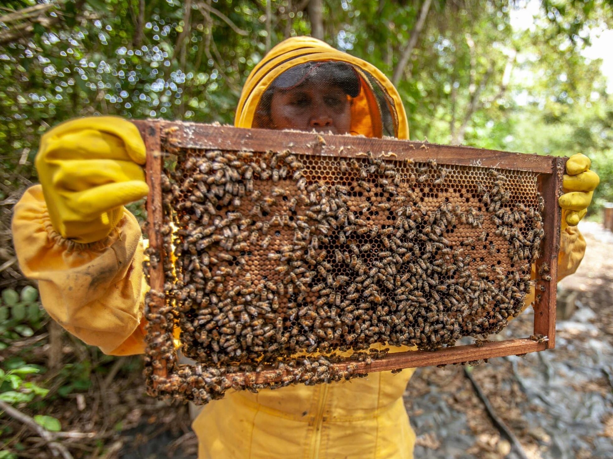 Der Tierschutzverein Österreich meldet einen starken Rückgang bei Honigbienen.