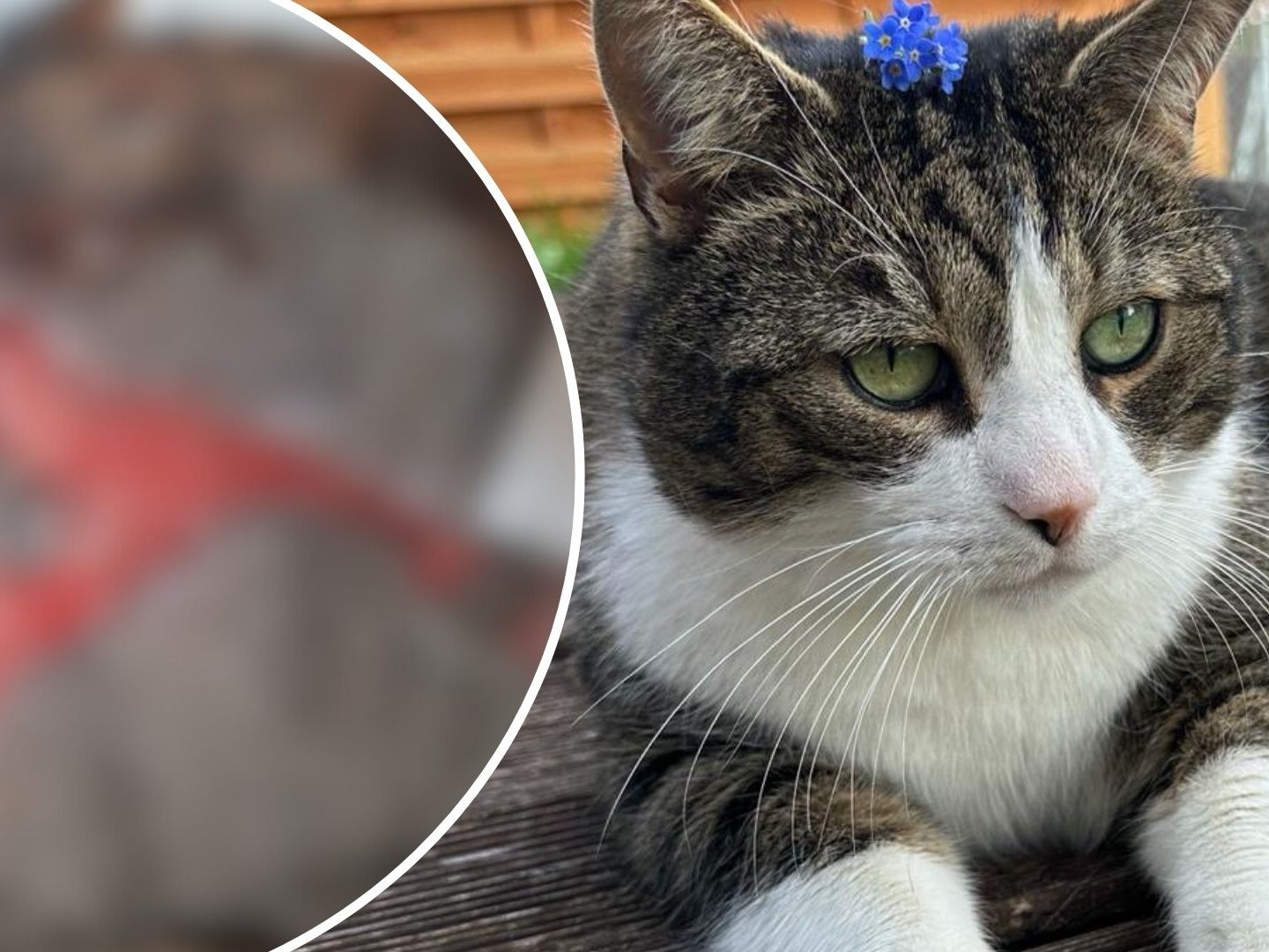 Kater Ari und seine Verletzung