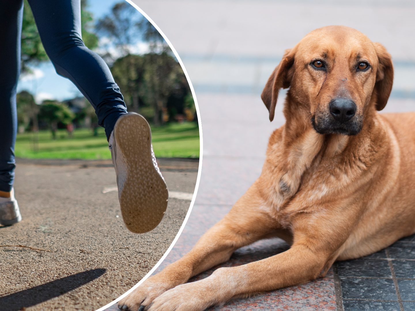 Teenagerin nach Hunde-Angriff mit 500 Stichen genäht