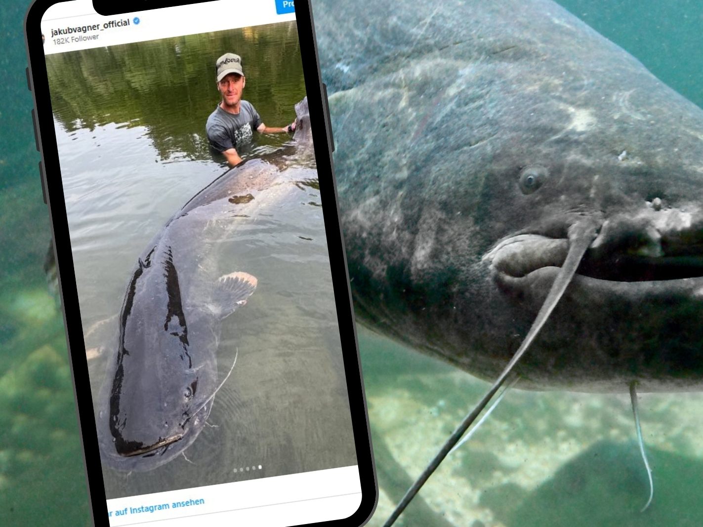 Profi-Angler Vágner (kleines Bild) ringt mit Monster-Wels – und gewinnt! Profi-Angler Vágner (kleines Bild) ringt mit Monster-Wels – und gewinnt!