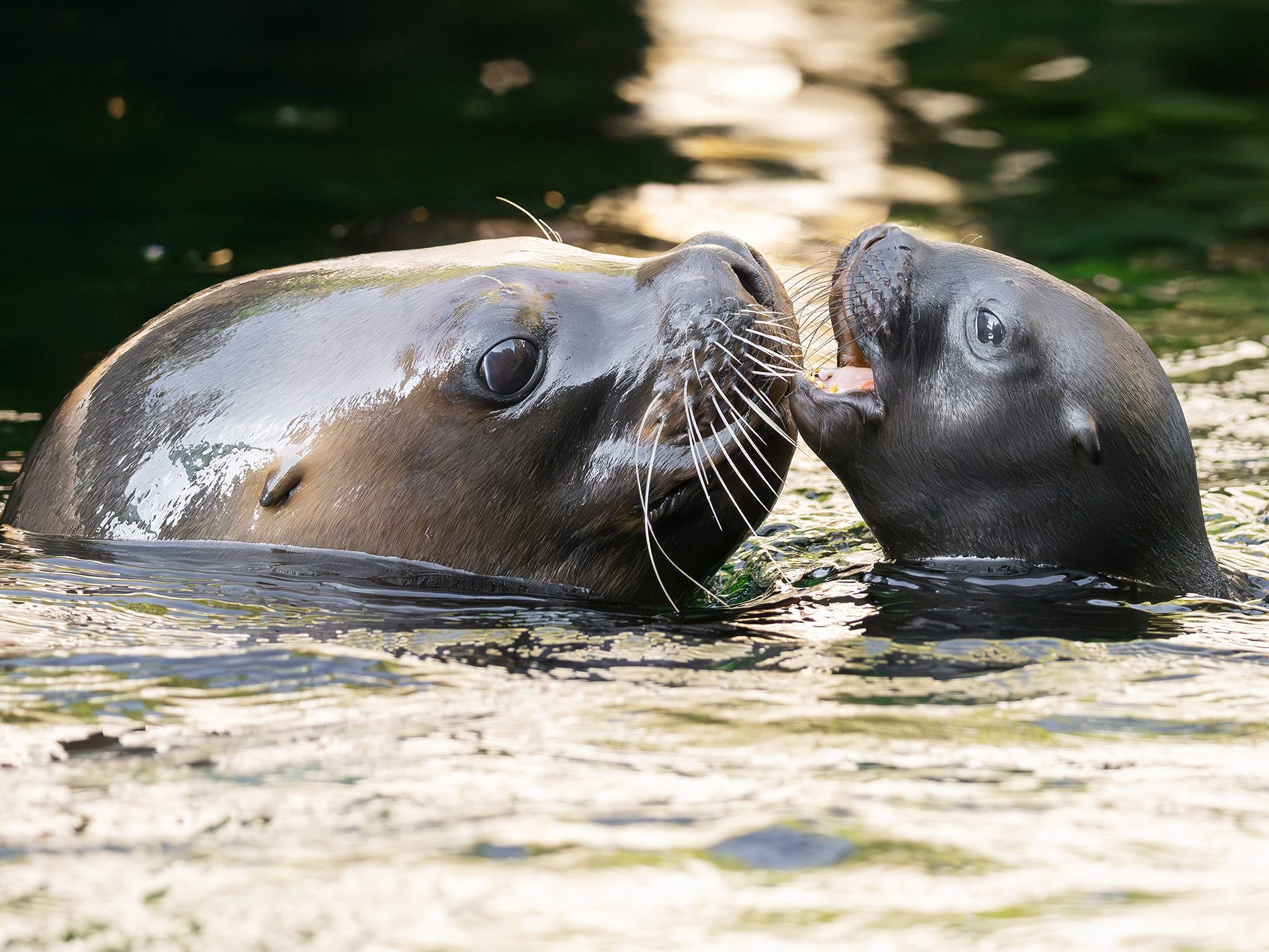 Noch sind Mutter und Jungtier in einem abgetrennten Bereich im Tiergarten Schönbrunn. Noch sind Mutter und Jungtier in einem abgetrennten Bereich im Tiergarten Schönbrunn.