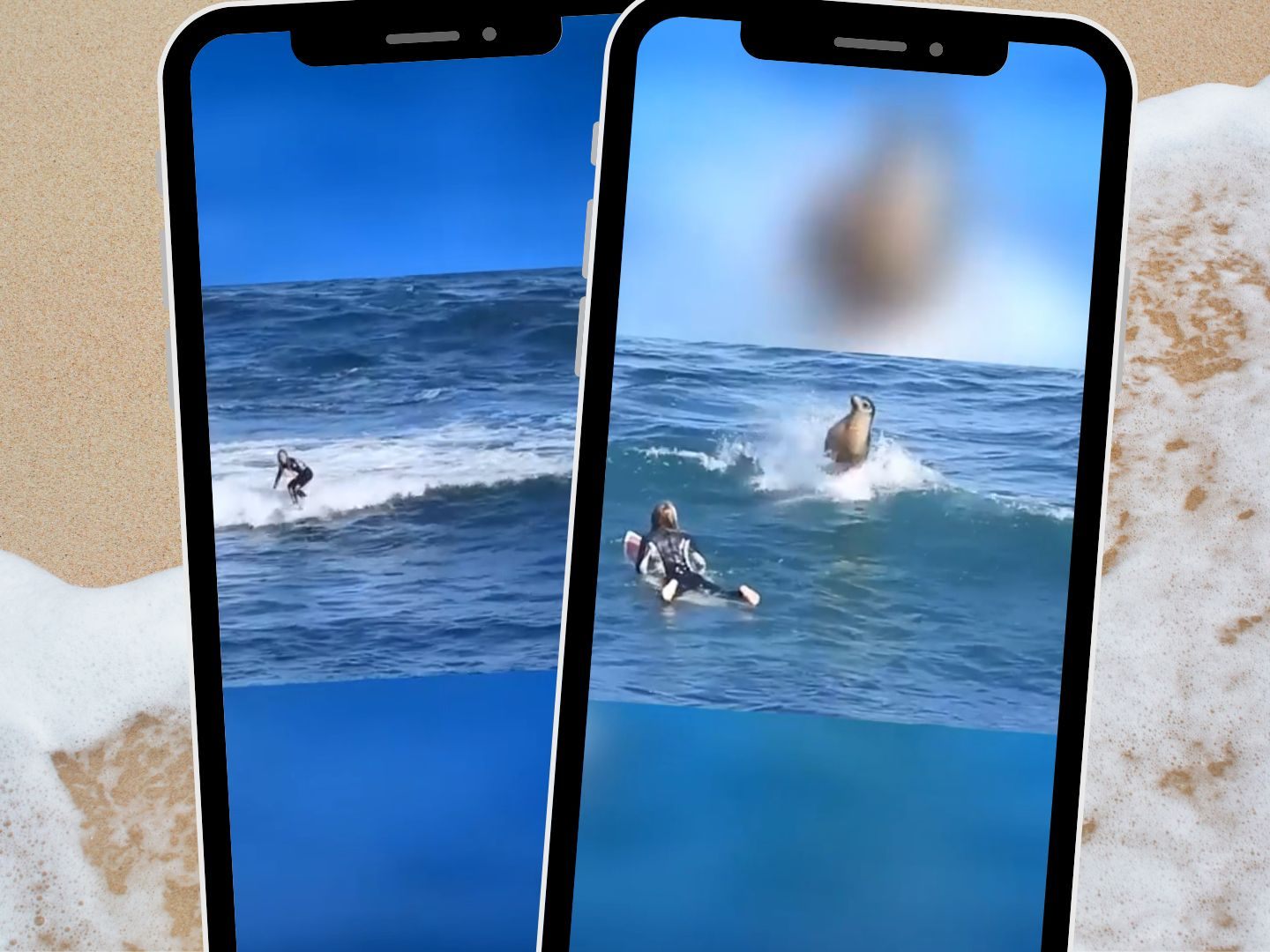 Seelöwe klatscht für Surferin