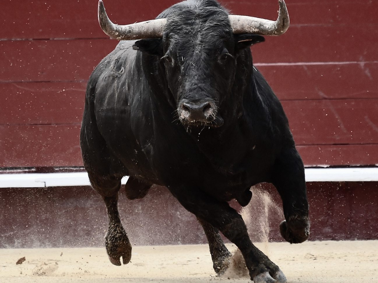 Das umstrittene Projekt trägt den Namen "El Toro de España" - "Der Stier Spaniens".