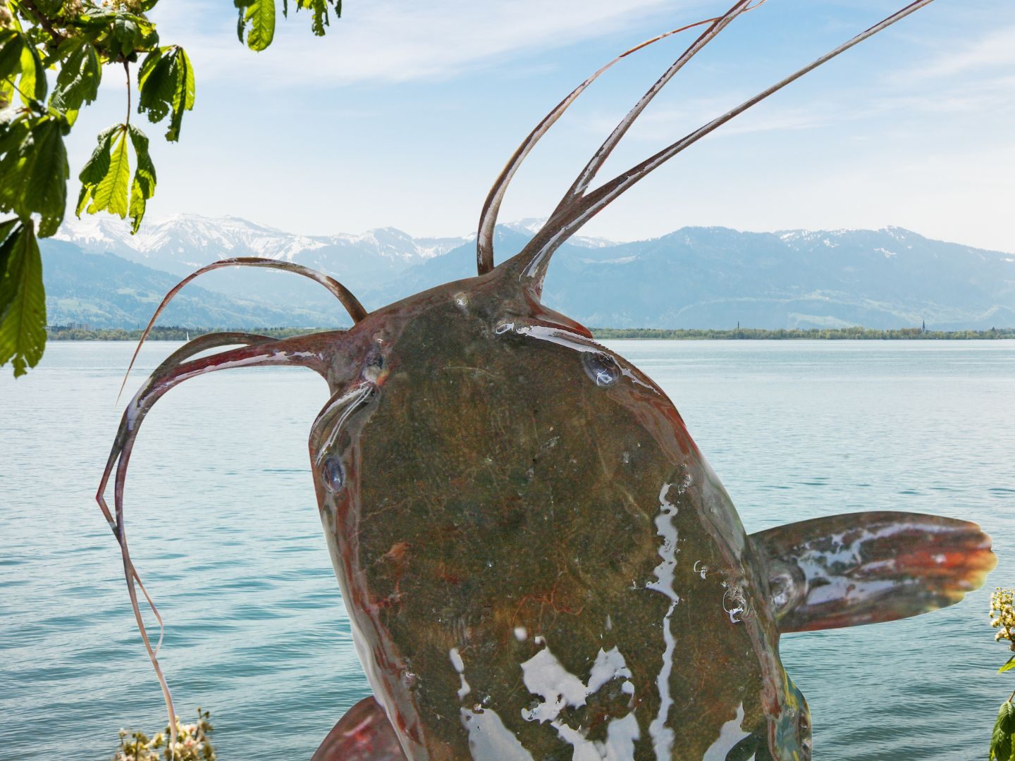 Im Bodensee wurde ein Riesen-Wels gefangen.