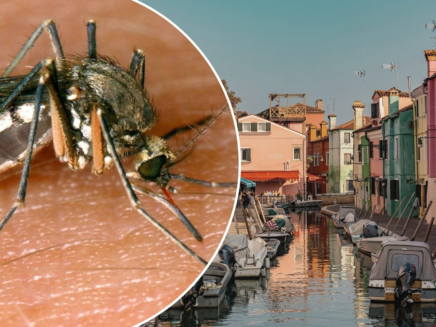 Das West-Nil-Virus wird durch infizierte Stechmücken, vor allem der Gattung Culex, auf den Menschen übertragen.
