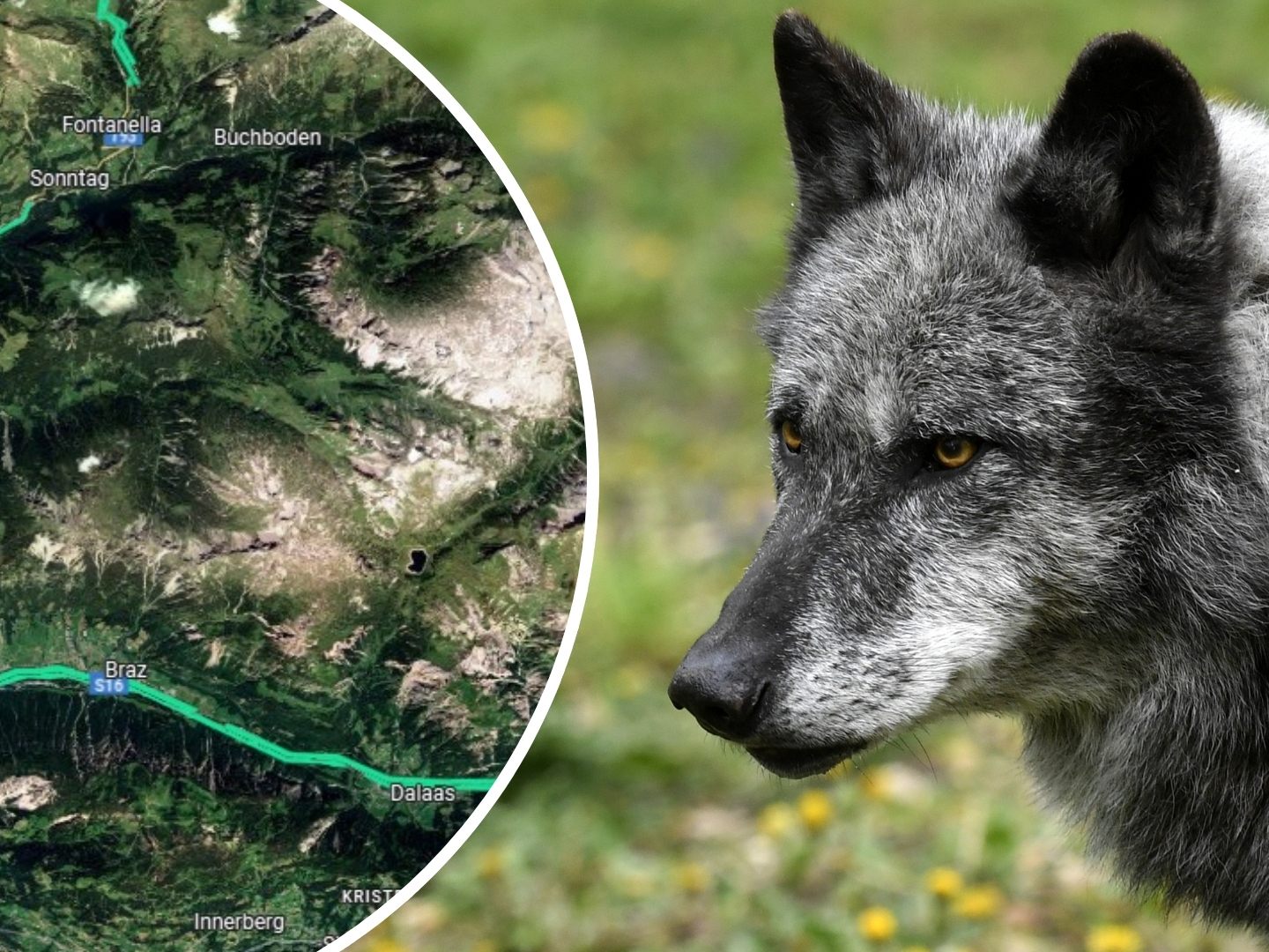 Wolf soll auf weiteren Alpen Nutztiere getötet haben - Tier darf nun in zwei weiteren Wildregionen gejagt werden. (Symbolbild)